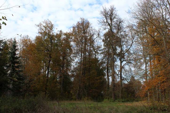 Leonpol. Zespół dworsko-parkowy Łopacińskich