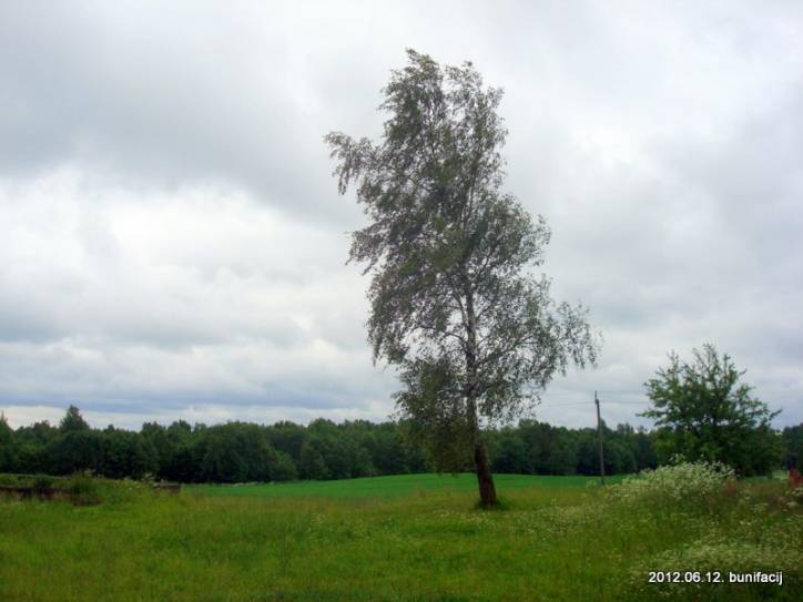  - Краявіды . 