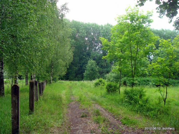  - Пейзажи . Остатки усадебного парка