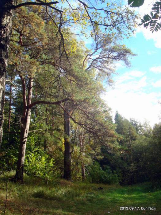  - Пейзажи . Лес рядом с усадьбой Хруцких