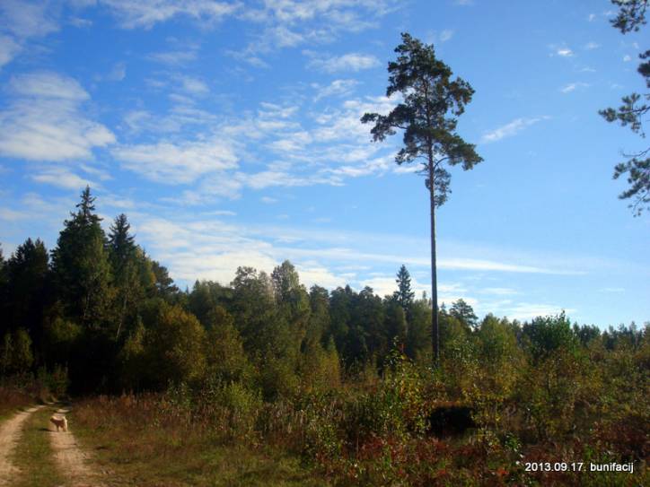  - Пейзажи . Дорожка от кладбища к усадьбе