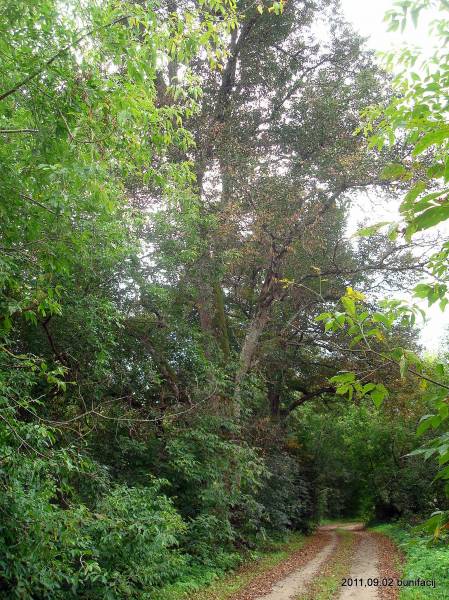 Landscapes  .   - Landscapes .