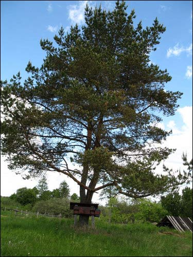 Prychaby. Landscapes 