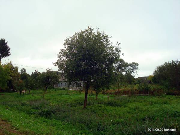  - Краявіды . 