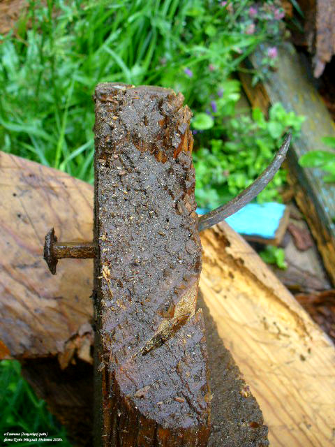 Hoščava. Orthodox church of the Exaltation of the Holy Cross