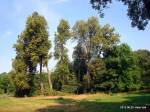 Saria Park dworski Łopacińskich