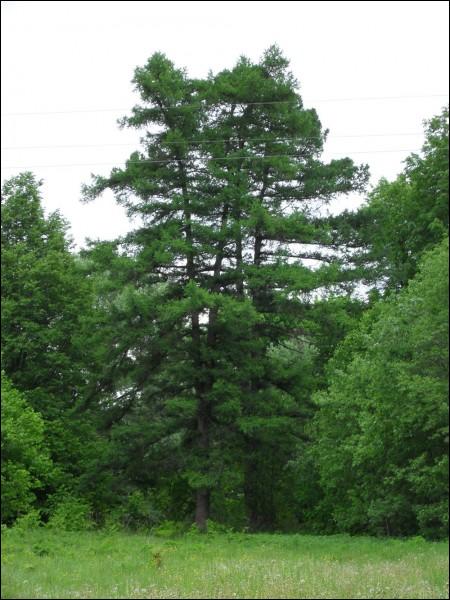 Čyrvony Dvor. Manor park 