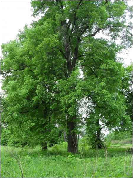 Čyrvony Dvor. Manor park 