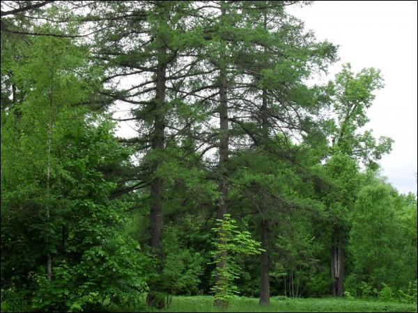 Čyrvony Dvor. Manor park 