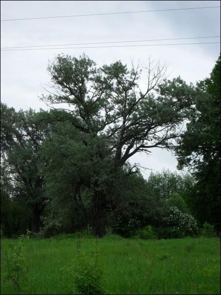 Čyrvony Dvor. Manor park 