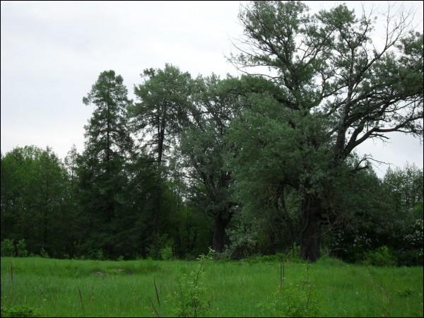 Čyrvony Dvor. Manor park 