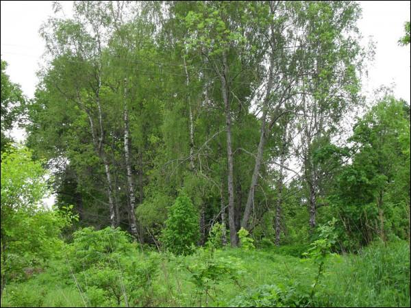 Čyrvony Dvor. Manor park 