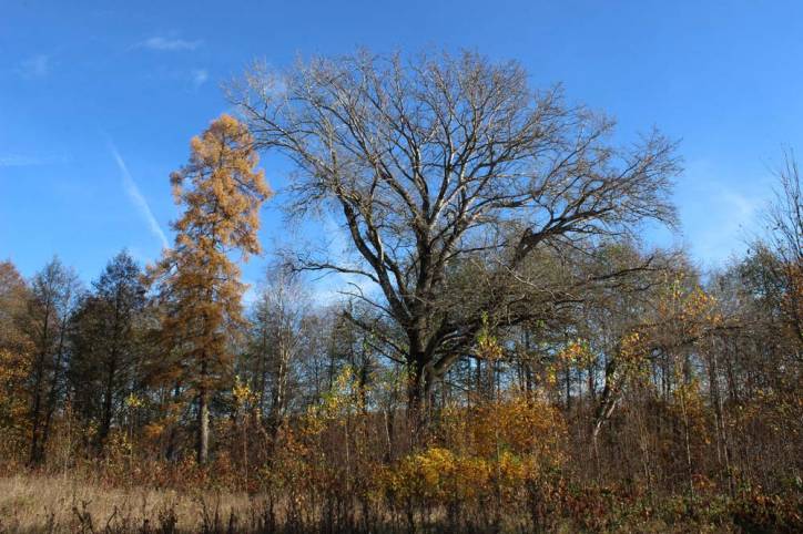 Čyrvony Dvor. Manor park 