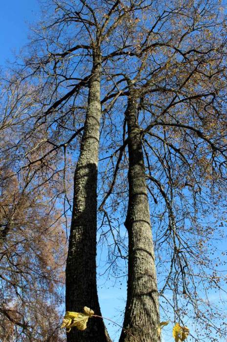 Čyrvony Dvor. Manor park 