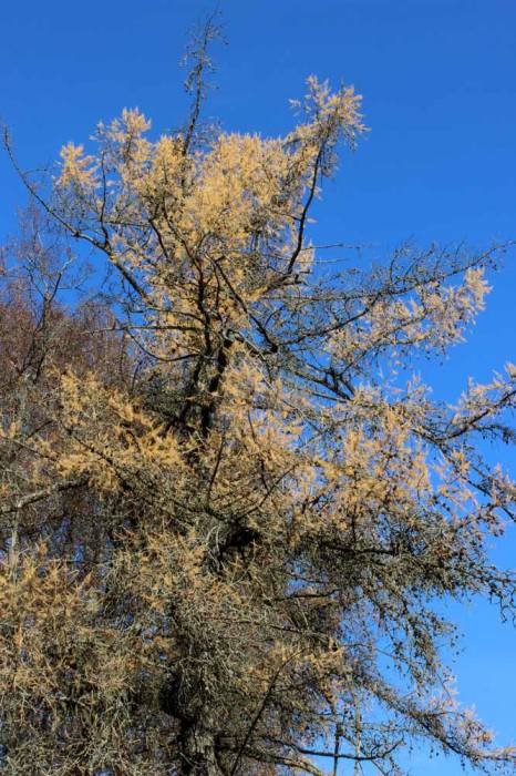 Čyrvony Dvor. Manor park 