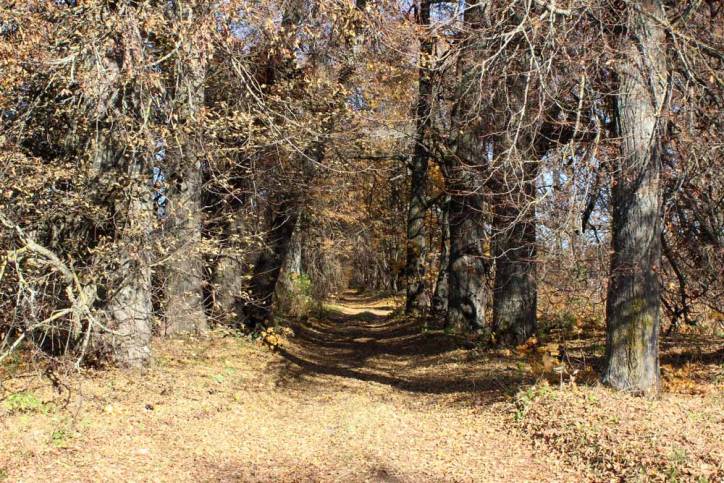 Čyrvony Dvor. Manor park 