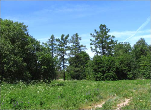 Čyrvony Dvor. Manor park 