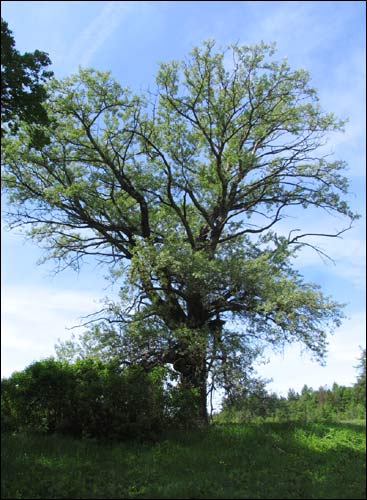 Čyrvony Dvor. Manor park 