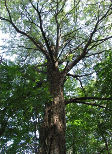 Čyrvony Dvor. Manor park 