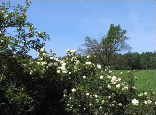  - Краявіды . Кусты руж на месцы колішняга фальварку Жукава