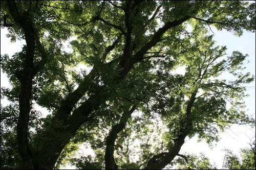 Wiejsieje. Zespół dworsko-parkowy Ogińskich