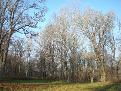 Jašiūnai. Manor of Balinski