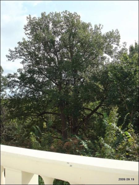  - Manor of Mostowski. 