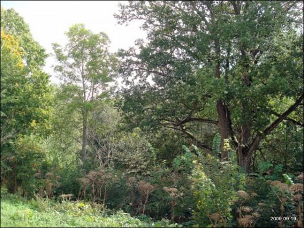  - Manor of Mostowski. 