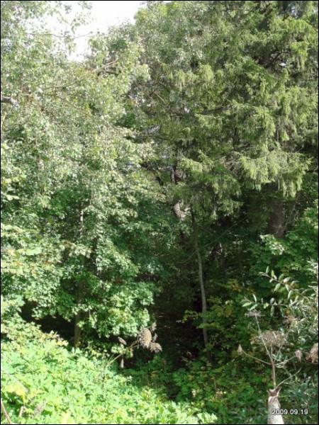  - Manor of Mostowski. 