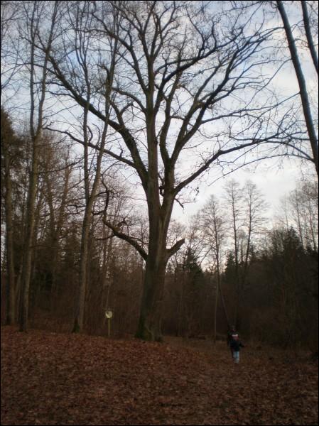 Cirkliškis. Manor of Mostowski