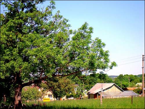 Большая Реша. Пейзажи