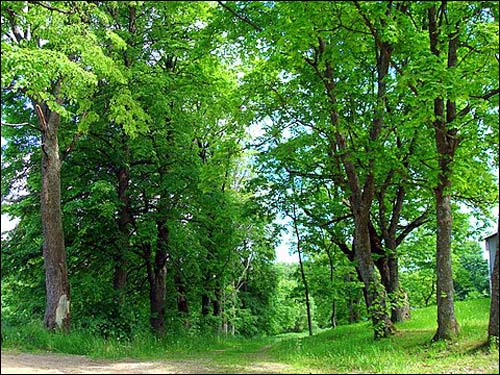 Судэрва. Сядзіба 