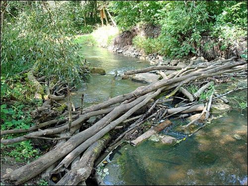 Кармазыны |  Краявіды . 