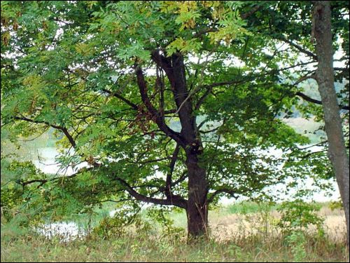 Wiżulany |  Zespół dworsko-parkowy Wróblewskich. 