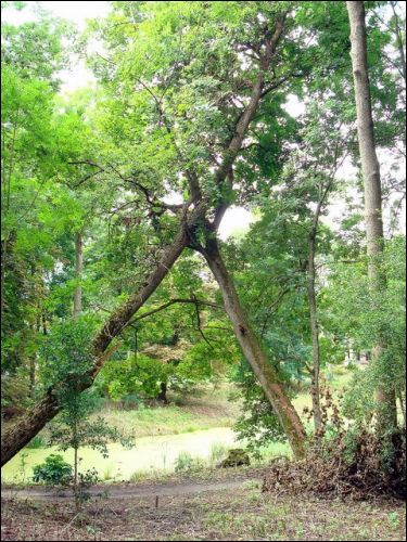 Abromiški (Abromiškės). Manor 