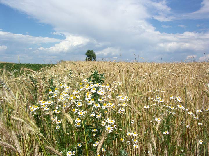 Barščeva. Landscapes 