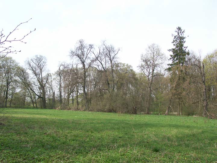  - Zespół dworsko-parkowy Rothów. Fragment parku