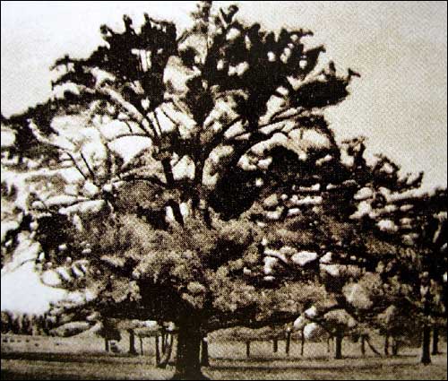 Hrušava. Manor of Rodziewicz