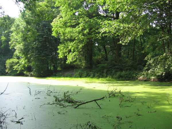 Peliszcze. Park dworski Hutowskich