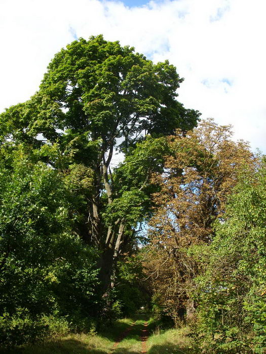 Peliszcze. Park dworski Hutowskich