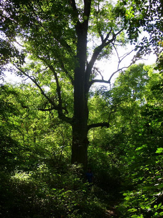 Peliszcze. Park dworski Hutowskich