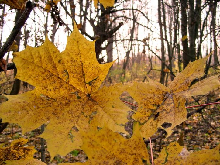 Peliszcze. Park dworski Hutowskich