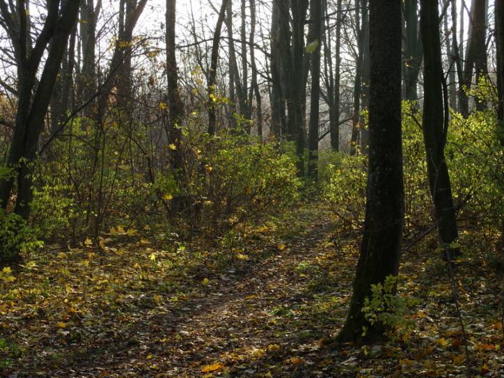 Peliszcze. Park dworski Hutowskich