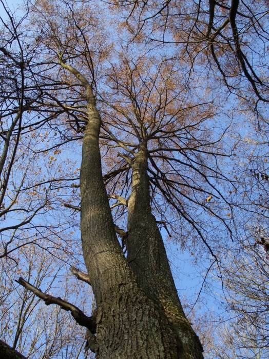 Peliszcze. Park dworski Hutowskich