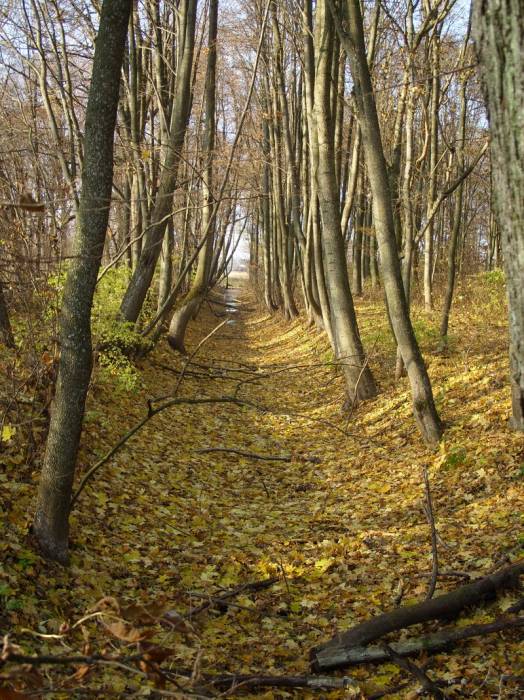 Peliszcze. Park dworski Hutowskich