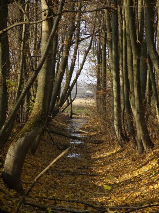 Peliszcze. Park dworski Hutowskich