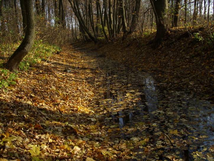 Peliszcze. Park dworski Hutowskich
