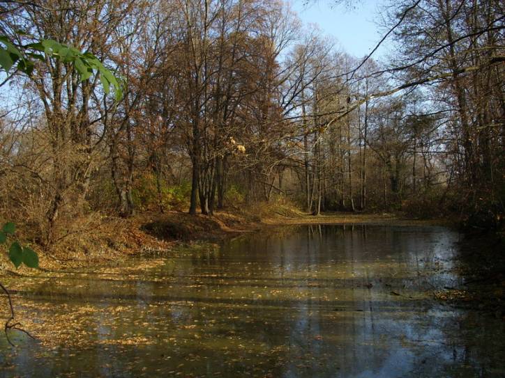 Peliszcze. Park dworski Hutowskich