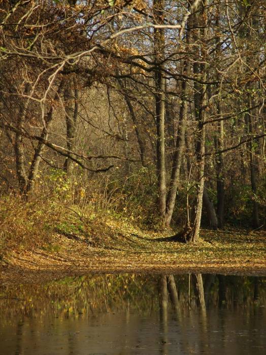 Peliszcze. Park dworski Hutowskich