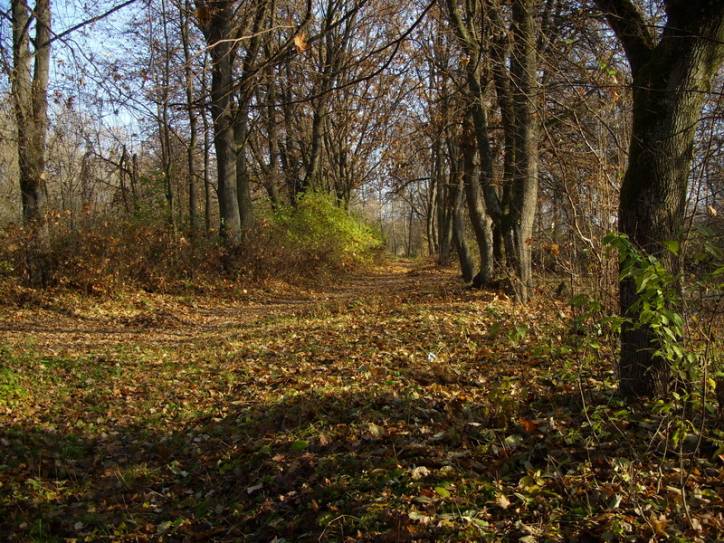 Peliszcze. Park dworski Hutowskich